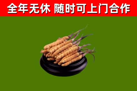 巨野回收散虫草