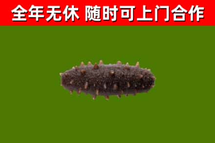 巨野回收海参干